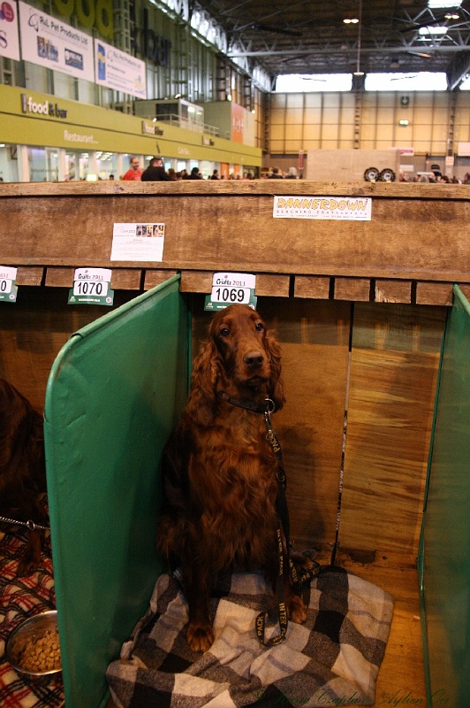 Crufts2011 459.jpg